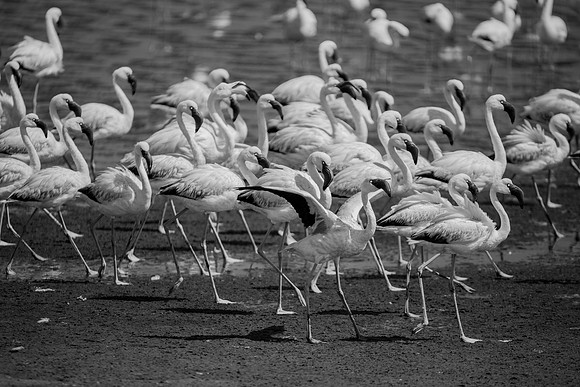Bertazzoni, Kenya, Namibia, Pelican, "Walvis Bay", beak, colors, feathers, fishing, flying, hunting, lake, lakes, nature, nesting, ocean, "pink backed pelican", rivers, wings, Flamingo