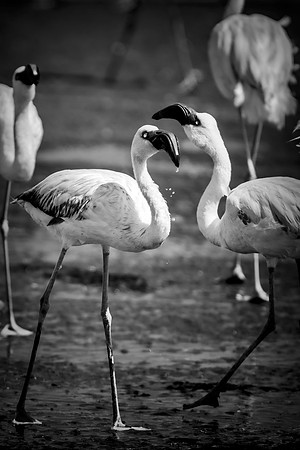 Bertazzoni, Kenya, Namibia, Pelican, "Walvis Bay", beak, colors, feathers, fishing, flying, hunting, lake, lakes, nature, nesting, ocean, "pink backed pelican", rivers, wings, Flamingo