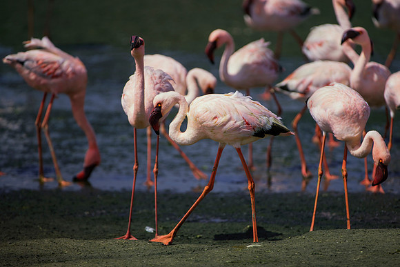 Bertazzoni, Kenya, Namibia, Pelican, "Walvis Bay", beak, colors, feathers, fishing, flying, hunting, lake, lakes, nature, nesting, ocean, "pink backed pelican", rivers, wings, Flamingo
