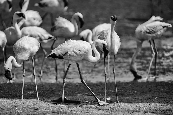 Bertazzoni, Kenya, Namibia, Pelican, "Walvis Bay", beak, colors, feathers, fishing, flying, hunting, lake, lakes, nature, nesting, ocean, "pink backed pelican", rivers, wings, Flamingo