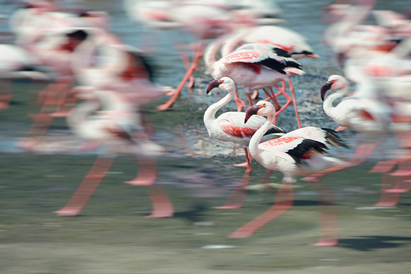 Bertazzoni, Kenya, Namibia, Pelican, "Walvis Bay", beak, colors, feathers, fishing, flying, hunting, lake, lakes, nature, nesting, ocean, "pink backed pelican", rivers, wings, Flamingo