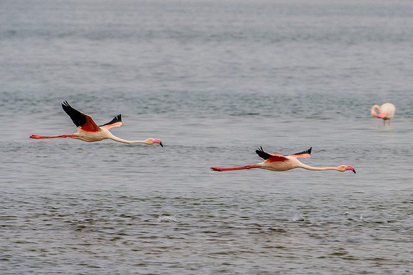 Bertazzoni, Kenya, Namibia, Pelican, "Walvis Bay", beak, colors, feathers, fishing, flying, hunting, lake, lakes, nature, nesting, ocean, "pink backed pelican", rivers, wings, Flamingo