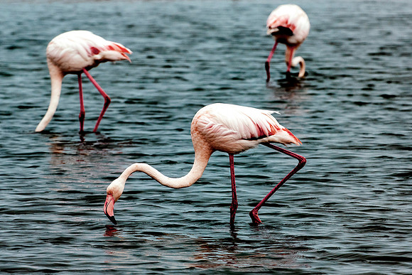 Bertazzoni, Kenya, Namibia, Pelican, "Walvis Bay", beak, colors, feathers, fishing, flying, hunting, lake, lakes, nature, nesting, ocean, "pink backed pelican", rivers, wings, Flamingo