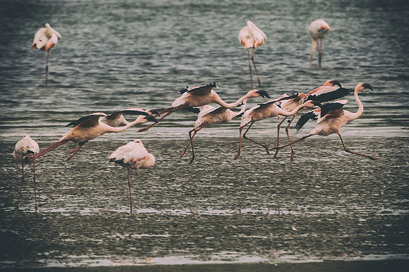 Bertazzoni, Kenya, Namibia, Pelican, "Walvis Bay", beak, colors, feathers, fishing, flying, hunting, lake, lakes, nature, nesting, ocean, "pink backed pelican", rivers, wings, Flamingo