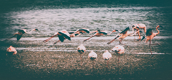 Bertazzoni, Kenya, Namibia, Pelican, "Walvis Bay", beak, colors, feathers, fishing, flying, hunting, lake, lakes, nature, nesting, ocean, "pink backed pelican", rivers, wings, Flamingo