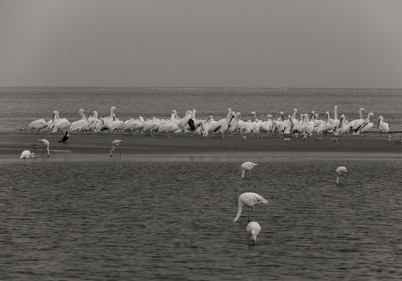 Bertazzoni, Flamingo, Kenya, Namibia, Pelican, "Walvis Bay", beak, colors, feathers, fishing, flying, hunting, lake, lakes, nature, nesting, ocean, "pink backed pelican", rivers, wings