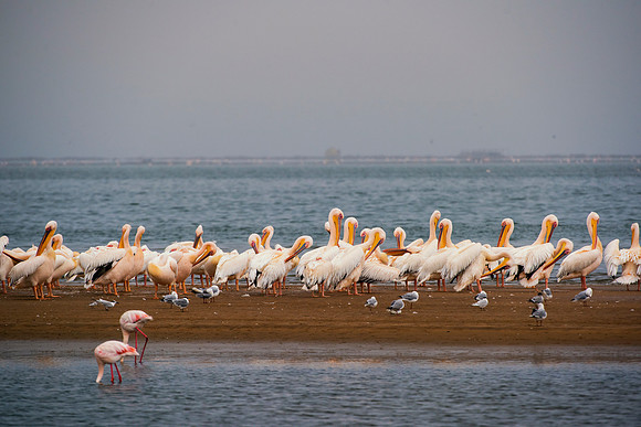 Bertazzoni, Flamingo, Kenya, Namibia, Pelican, "Walvis Bay", beak, colors, feathers, fishing, flying, hunting, lake, lakes, nature, nesting, ocean, "pink backed pelican", rivers, wings