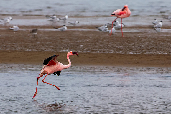 Bertazzoni, Flamingo, Kenya, Namibia, Pelican, "Walvis Bay", beak, colors, feathers, fishing, flying, hunting, lake, lakes, nature, nesting, ocean, "pink backed pelican", rivers, wings