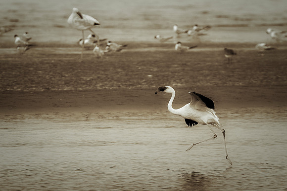 Bertazzoni, Flamingo, Kenya, Namibia, Pelican, "Walvis Bay", beak, colors, feathers, fishing, flying, hunting, lake, lakes, nature, nesting, ocean, "pink backed pelican", rivers, wings