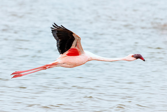 Bertazzoni, Flamingo, Kenya, Namibia, Pelican, "Walvis Bay", beak, colors, feathers, fishing, flying, hunting, lake, lakes, nature, nesting, ocean, "pink backed pelican", rivers, wings