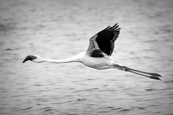 Bertazzoni, Flamingo, Kenya, Namibia, Pelican, "Walvis Bay", beak, colors, feathers, fishing, flying, hunting, lake, lakes, nature, nesting, ocean, "pink backed pelican", rivers, wings
