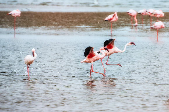Bertazzoni, Flamingo, Kenya, Namibia, Pelican, "Walvis Bay", beak, colors, feathers, fishing, flying, hunting, lake, lakes, nature, nesting, ocean, "pink backed pelican", rivers, wings