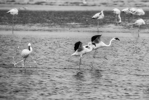 Bertazzoni, Flamingo, Kenya, Namibia, Pelican, "Walvis Bay", beak, colors, feathers, fishing, flying, hunting, lake, lakes, nature, nesting, ocean, "pink backed pelican", rivers, wings