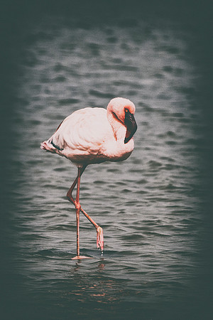 Bertazzoni, Flamingo, Kenya, Namibia, Pelican, "Walvis Bay", beak, colors, feathers, fishing, flying, hunting, lake, lakes, nature, nesting, ocean, "pink backed pelican", rivers, wings