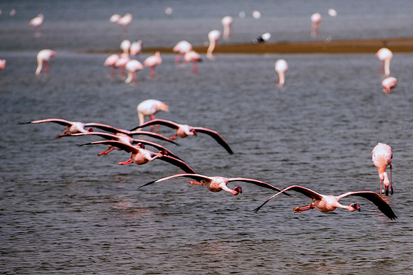 Bertazzoni, Flamingo, Kenya, Namibia, Pelican, "Walvis Bay", beak, colors, feathers, fishing, flying, hunting, lake, lakes, nature, nesting, ocean, "pink backed pelican", rivers, wings
