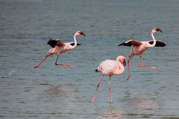 Bertazzoni, Flamingo, Kenya, Namibia, Pelican, "Walvis Bay", beak, colors, feathers, fishing, flying, hunting, lake, lakes, nature, nesting, ocean, "pink backed pelican", rivers, wings