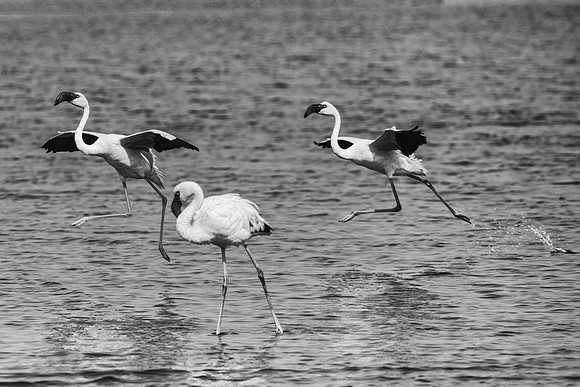 Bertazzoni, Flamingo, Kenya, Namibia, Pelican, "Walvis Bay", beak, colors, feathers, fishing, flying, hunting, lake, lakes, nature, nesting, ocean, "pink backed pelican", rivers, wings