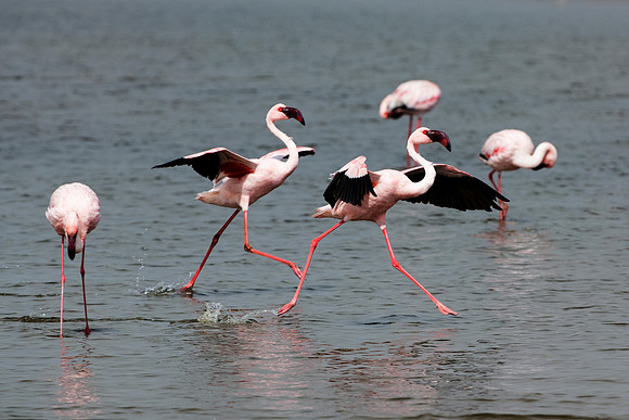 Bertazzoni, Flamingo, Kenya, Namibia, Pelican, "Walvis Bay", beak, colors, feathers, fishing, flying, hunting, lake, lakes, nature, nesting, ocean, "pink backed pelican", rivers, wings