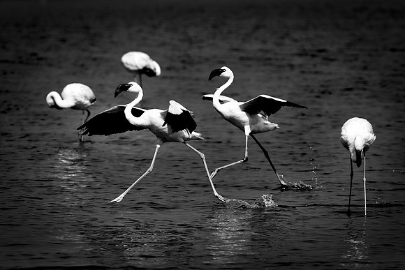 Bertazzoni, Flamingo, Kenya, Namibia, Pelican, "Walvis Bay", beak, colors, feathers, fishing, flying, hunting, lake, lakes, nature, nesting, ocean, "pink backed pelican", rivers, wings
