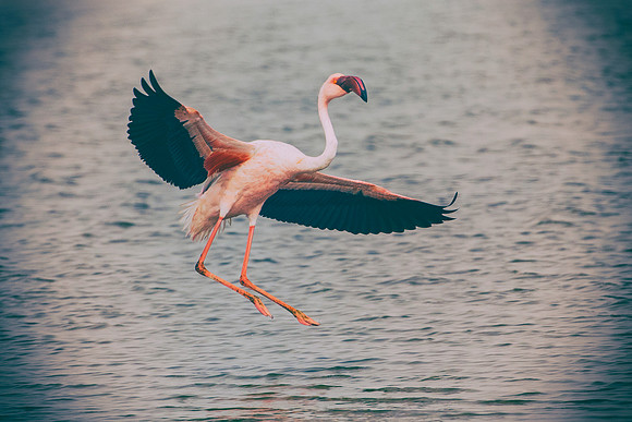 Bertazzoni, Flamingo, Kenya, Namibia, Pelican, "Walvis Bay", beak, colors, feathers, fishing, flying, hunting, lake, lakes, nature, nesting, ocean, "pink backed pelican", rivers, wings