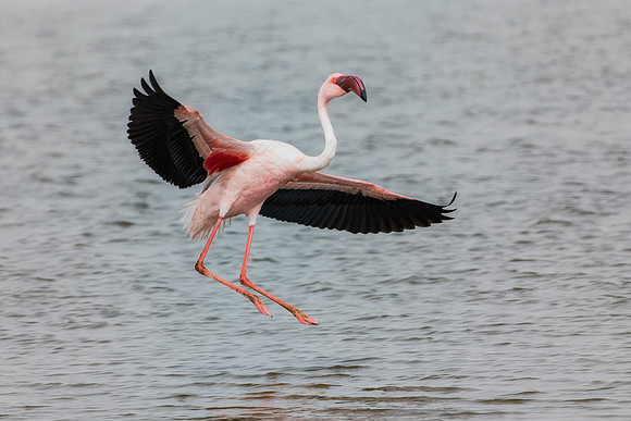 Bertazzoni, Flamingo, Kenya, Namibia, Pelican, "Walvis Bay", beak, colors, feathers, fishing, flying, hunting, lake, lakes, nature, nesting, ocean, "pink backed pelican", rivers, wings