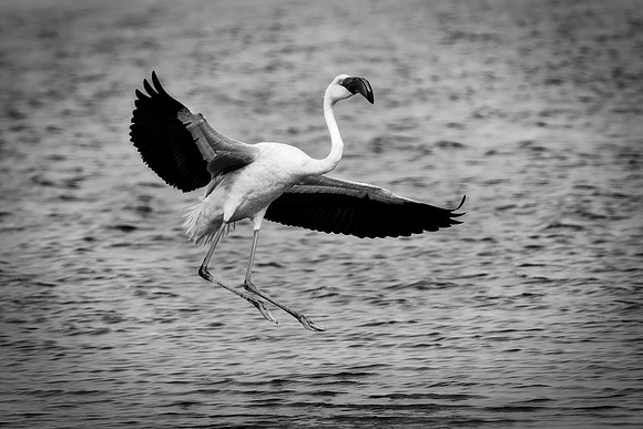 Bertazzoni, Flamingo, Kenya, Namibia, Pelican, "Walvis Bay", beak, colors, feathers, fishing, flying, hunting, lake, lakes, nature, nesting, ocean, "pink backed pelican", rivers, wings