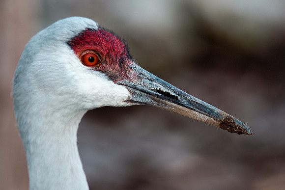 portrait, eye, details, colors, beak, zoo, Texas, nature, Nikon, Bertazzoni, swamp, wings, flying, "whooping Crane"