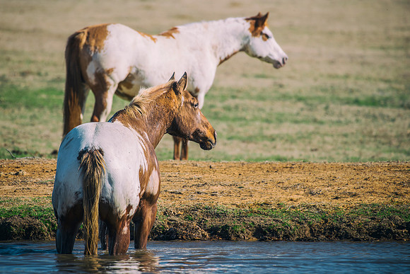 Bertazzoni, Indians, Nikon, Texas, apha, boys, bridles, burro, colors, "cow boys", donkey, "far west", halter, harness, herd, hoofs, horse, mustang, pack, paint, pioneers, portrait, "powerful horse",