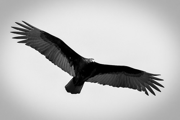 Beak, Bertazzoni, Mexico, Nikon, Texas, Wings, "black & white", death, eyes, feathers, flying, legs, nature, scavengers, "turkey vulture", vulture, wilderness