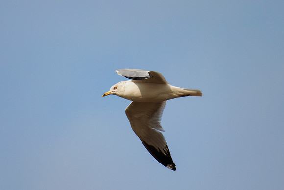 Africa, Bertazzoni, "Kelp Gull", Namibia, Nikon, beak, bird, coast, details, feathers, fishing, flying, flying, gull, landing, legs, nature, ocean, safari, sea, wings