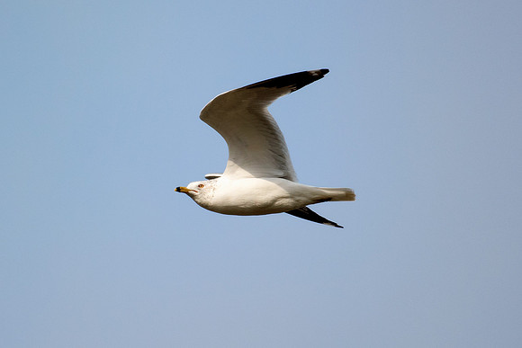 Africa, Bertazzoni, "Kelp Gull", Namibia, Nikon, beak, bird, coast, details, feathers, fishing, flying, flying, gull, landing, legs, nature, ocean, safari, sea, wings