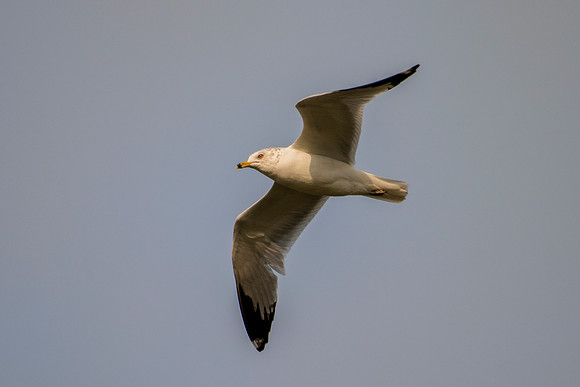 Africa, Bertazzoni, "Kelp Gull", Namibia, Nikon, beak, bird, coast, details, feathers, fishing, flying, flying, gull, landing, legs, nature, ocean, safari, sea, wings