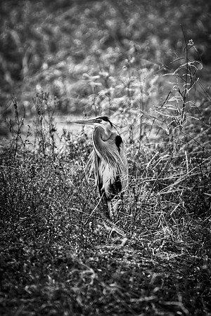 Bertazzoni, Nikon, Texas, bird, "black & white", feathers, fishing, "great Blue Heron", lake, migration, nature, park, peak, pond, swamp, "wading bird", wildlife, wings