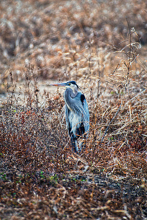 Bertazzoni, Nikon, Texas, bird, "black & white", feathers, fishing, "great Blue Heron", lake, migration, nature, park, peak, pond, swamp, "wading bird", wildlife, wings