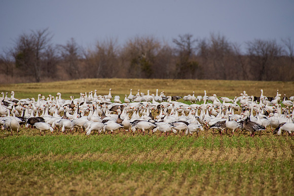 Bertazzoni, "Canadian Geese", Nikon, "North Texas", "Snow Geese", Texas, beak, colors, cooking, feathers, flying, food, geese, lakes, migration, nature, ponds, swamps, wings, "american Coot"