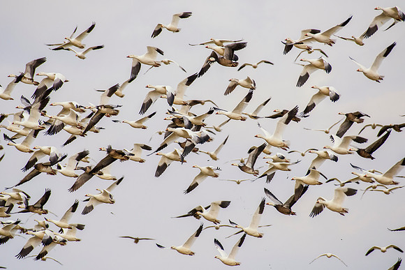 Bertazzoni, "Canadian Geese", Nikon, "North Texas", "Snow Geese", Texas, beak, colors, cooking, feathers, flying, food, geese, lakes, migration, nature, ponds, swamps, wings, "american Coot"