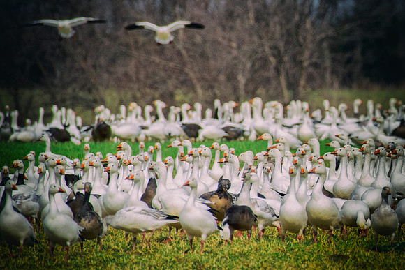 Bertazzoni, "Canadian Geese", Nikon, "North Texas", "Snow Geese", Texas, beak, colors, cooking, feathers, flying, food, geese, lakes, migration, nature, ponds, swamps, wings, "american Coot"