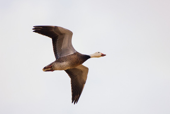 Bertazzoni, "Canadian Geese", Nikon, "North Texas", "Snow Geese", Texas, beak, colors, cooking, feathers, flying, food, geese, lakes, migration, nature, ponds, swamps, wings, "american Coot"