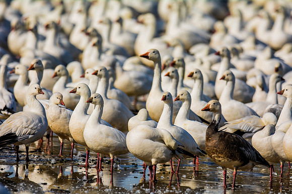 Bertazzoni, "Canadian Geese", Nikon, "North Texas", "Snow Geese", Texas, beak, colors, cooking, feathers, flying, food, geese, lakes, migration, nature, ponds, swamps, wings, "american Coot"