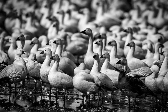 Bertazzoni, "Canadian Geese", Nikon, "North Texas", "Snow Geese", Texas, beak, colors, cooking, feathers, flying, food, geese, lakes, migration, nature, ponds, swamps, wings, "american Coot"