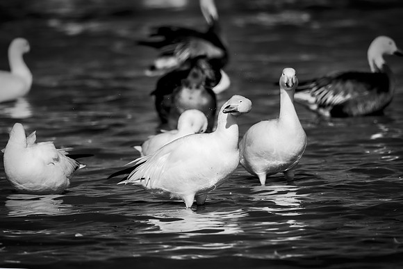 Bertazzoni, "Canadian Geese", Nikon, "North Texas", "Snow Geese", Texas, beak, colors, cooking, feathers, flying, food, geese, lakes, migration, nature, ponds, swamps, wings, "american Coot"