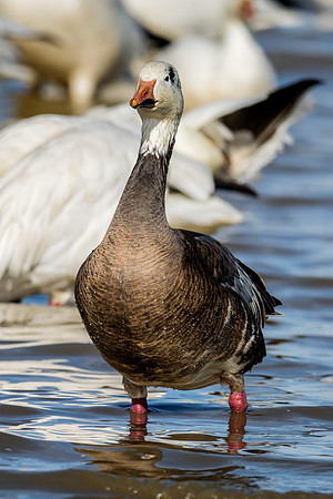 Bertazzoni, "Canadian Geese", Nikon, "North Texas", "Snow Geese", Texas, "american Coot", beak, colors, cooking, feathers, flying, food, geese, lakes, migration, nature, ponds, swamps, wings