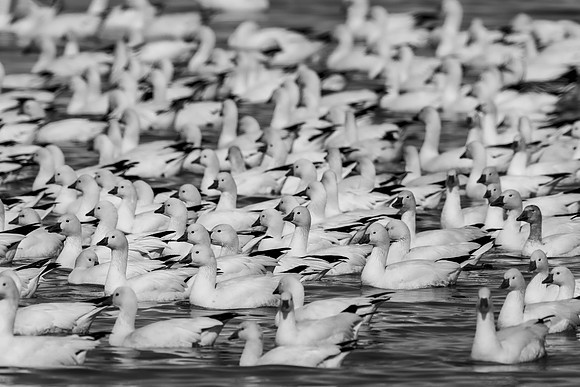 Bertazzoni, "Canadian Geese", Nikon, "North Texas", "Snow Geese", Texas, "american Coot", beak, colors, cooking, feathers, flying, food, geese, lakes, migration, nature, ponds, swamps, wings