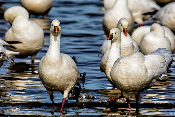 Bertazzoni, "Canadian Geese", Nikon, "North Texas", "Snow Geese", Texas, "american Coot", beak, colors, cooking, feathers, flying, food, geese, lakes, migration, nature, ponds, swamps, wings