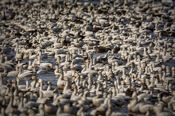 Bertazzoni, "Canadian Geese", Nikon, "North Texas", "Snow Geese", Texas, "american Coot", beak, colors, cooking, feathers, flying, food, geese, lakes, migration, nature, ponds, swamps, wings