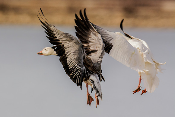 Bertazzoni, "Canadian Geese", Nikon, "North Texas", "Snow Geese", Texas, "american Coot", beak, colors, cooking, feathers, flying, food, geese, lakes, migration, nature, ponds, swamps, wings