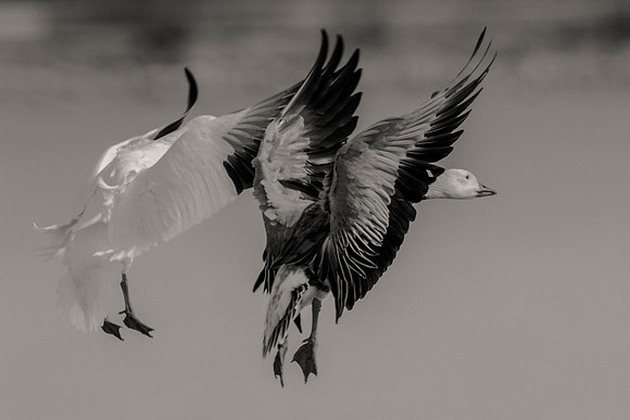 Bertazzoni, "Canadian Geese", Nikon, "North Texas", "Snow Geese", Texas, "american Coot", beak, colors, cooking, feathers, flying, food, geese, lakes, migration, nature, ponds, swamps, wings