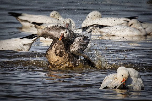 Bertazzoni, "Canadian Geese", Nikon, "North Texas", "Snow Geese", Texas, "american Coot", beak, colors, cooking, feathers, flying, food, geese, lakes, migration, nature, ponds, swamps, wings