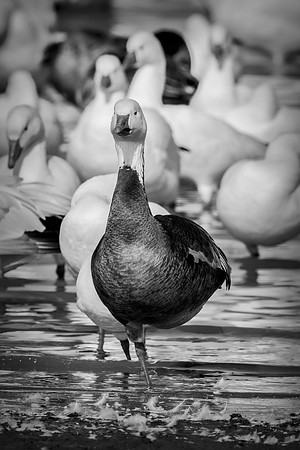Bertazzoni, "Canadian Geese", Nikon, "North Texas", "Snow Geese", Texas, "american Coot", beak, colors, cooking, feathers, flying, food, geese, lakes, migration, nature, ponds, swamps, wings