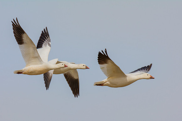 Bertazzoni, "Canadian Geese", Nikon, "North Texas", "Snow Geese", Texas, "american Coot", beak, colors, cooking, feathers, flying, food, geese, lakes, migration, nature, ponds, swamps, wings